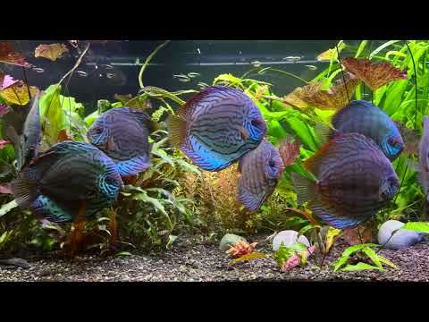 2024 - 03 - Diskus Aquarium - 4k