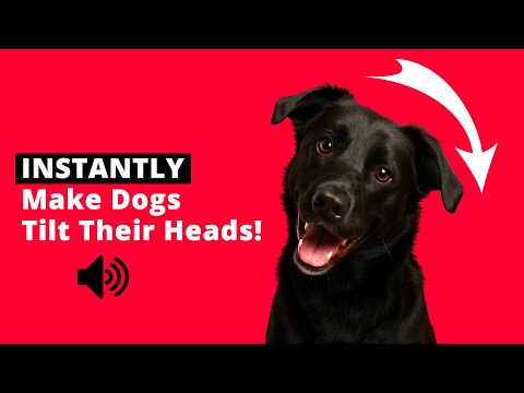 Sounds Dogs Love - INSTANTLY Make Dogs Tilt Their Heads! 🐶