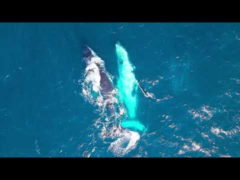 16 Seaview Street, Forster, NSW 2428, 3 ਕਮਰੇ, 1 ਬਾਥਰੂਮ, House