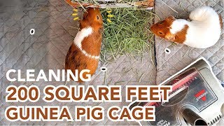 Best Way to Clean Guinea Pig Cage | GuineaDad