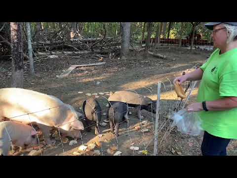 Feeding pigs bread Instead of throwing It away.