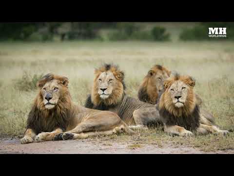 The Majingilane Lions of Sabi Sands | The Rise & Fall