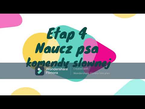 Jak nauczyć psa komendy SIAD - #poradnik #shorts