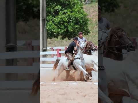 Flavinho   Nós tem as manhas Forrozinho & Vaquejada
