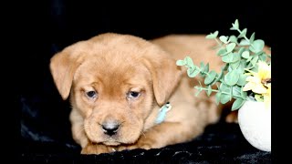 Video preview image #1 Labrador Retriever Puppy For Sale in GAP, PA, USA