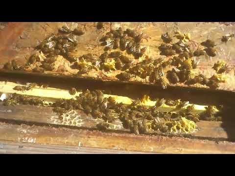 Övervintra små samhällen, del 8, 1 maj