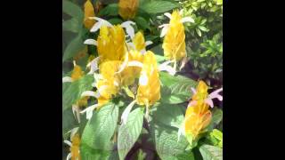 Cerca del agua Serrat