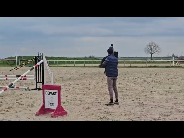 Jument de 4 ans selle fran&ccedil;ais