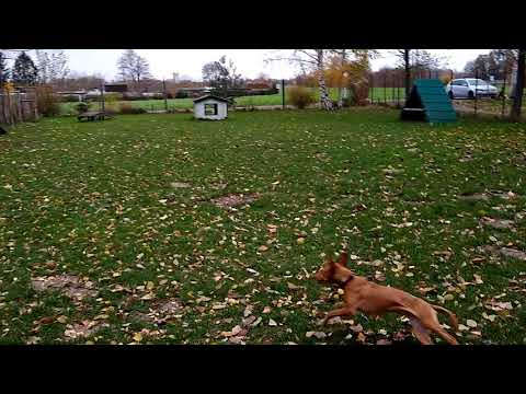 Podenco Andaluz Speedball2