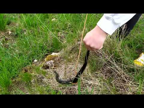 Vipera Berus/ Zmija obecná