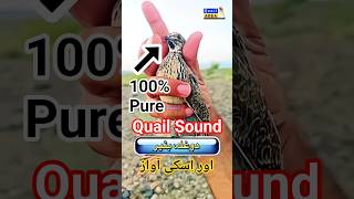 Download lagu Quail Sound | Dogla Batair Ki Awaz | دوغلہ بٹیر کی آواز | Bedana Ovizi | #quailsound #hunting #birds mp3