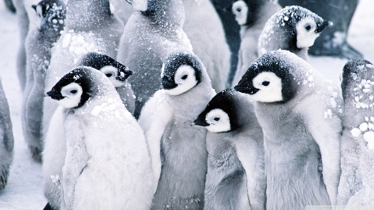 Avian Diversity