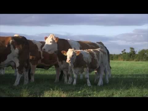 Irish Simmental: The Complete Beef Breed