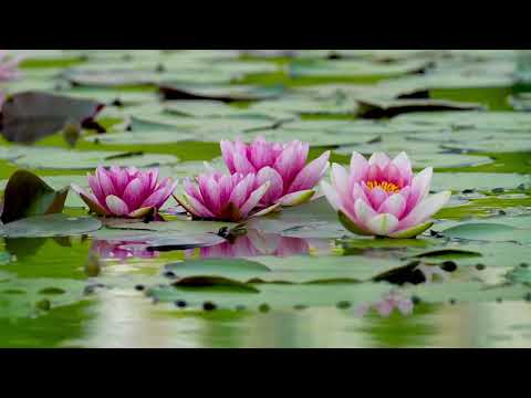 🌷 12 Horas de FLOR de LOTO RELAJANTE: Musica para MEDITAR y SANAR 🌷