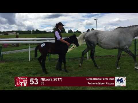 TBA Foal Show 2017 - Lot 53 - F17 - Pether's Moon & Ixora