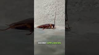 How to get rid of roaches fast? #roaches #cockroaches