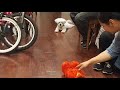 Cash Hates Tickle Me Elmo