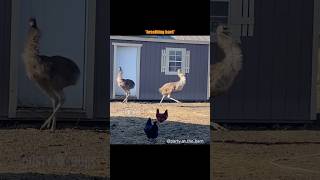 Ovary Action (Emu Version) 😱