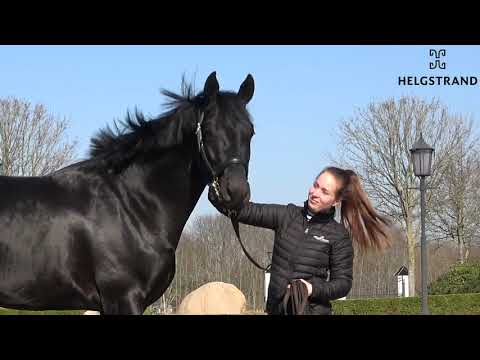 Total McLaren - Equusstallions 2020