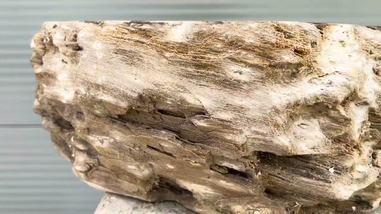 Раковина из окаменелого дерева 21 кг