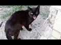 The Black Cat Hissing At Me Only Once