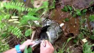 Кота спасли из «объятия» удава