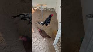 Download lagu Sudjai X plucker Sango Farm mp3