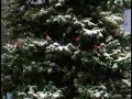 Barney Old Christmas Tree 1