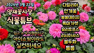 봄비가 오는 지금 꽃시장에는 어떤것들이 입고 되었는지 시청 하시면서 힐링 하시길 바래요~  #양재꽃시장 #식…