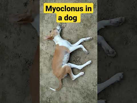Myoclonus sign in a dog/canine distemper?/muscle twitching/peripheral nerve disease in a dog