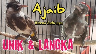 Download lagu Burung kutilang dada hitam || burung langka mp3 Download lagu Burung kutilang dada hitam || burung langka mp3