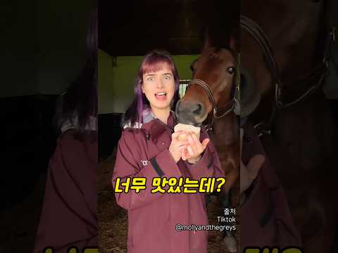 말 간식 뺏어 먹어봄
