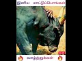 Mattu Pongal WhatsApp Status Mattu Pongal Whatsapp Status Tamil In Full Screen Mattu Pongal Status