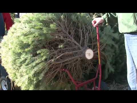 Sparta Tree Collection