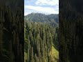 Forests Are Vital To Life On Earth Pogal Paristan District Ramban Jammu And Kashmir