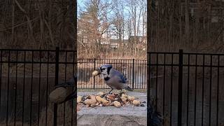 Blue Jays are very vocal this morning and they love peanuts