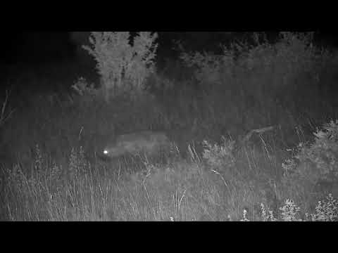 Djuma: Lone Hyena walks by - 03:53 - 03/28/2023