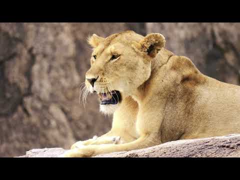 GoExplore Safaris 