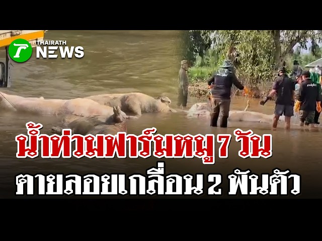 ns 07 ปราจีนฯ ฟาร์มหมูจมน้ำตาย น้ำพริก | 5 ต.ค. 69 | ไทยรัฐนิวส์โชว์