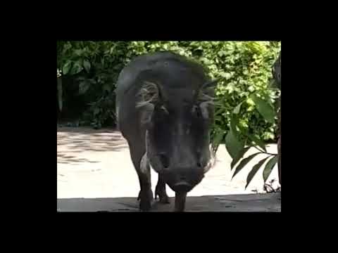 Guy Who Wonders If He Can Pet This Warthog Realizes He Made A Huge Mistake