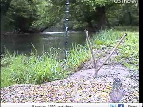 Juvenile Rose-Breasted Grosbeak