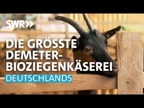 , title : 'Mit Ziegen zum Erfolg - Käserei Monte Ziego erobert den Weltmarkt | SWR Made in Südwest'