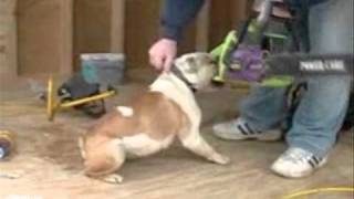 Incredible Bulldog Climbs Ladders & Chews Chainsaws
