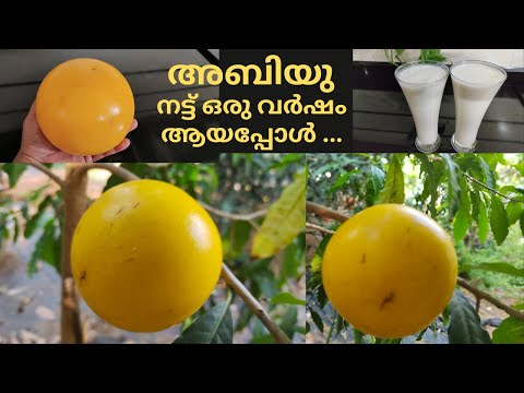 അബിയു നട്ട് ഒരു വർഷമായപ്പോൾ പൂത്തു കായ്ച്ചു പഴുത്തു/Abiu Fruit Malayalam/Abiu Plant Malayalam