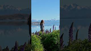 Lupin season in New Zealand 🪻🌼🌷Immersed in a kaleidoscope of lupins at the enchanting Lake Tekapo