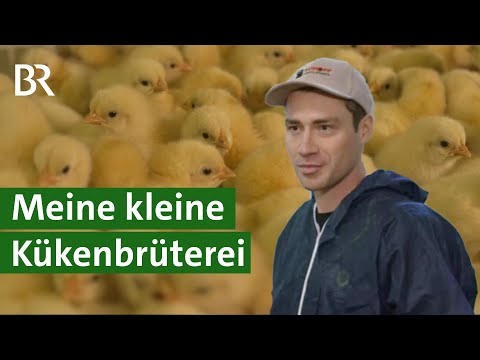 Zu Besuch in der letzten familiengeführten Küken Brüterei Bayerns | Unser Land | BR
