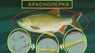 Диалоги о рыбалке рыбалка весна