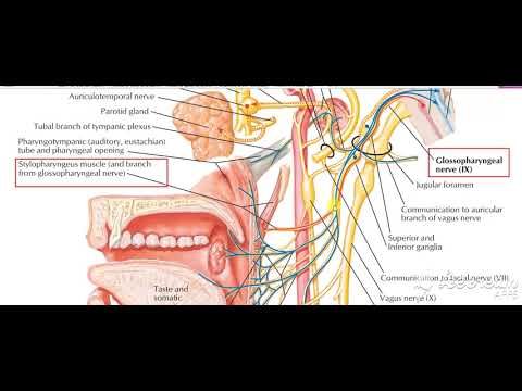 Pharynx palate motor 2
