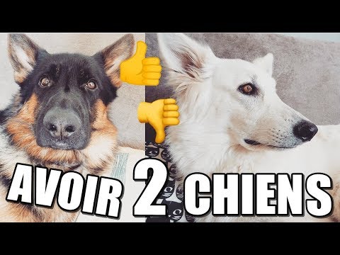 AVOIR 2 CHIENS | 5 points positifs, 5 points négatifs !!!