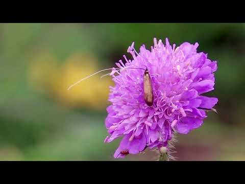 Swisslos: Obstgarten Farnsberg (BL)